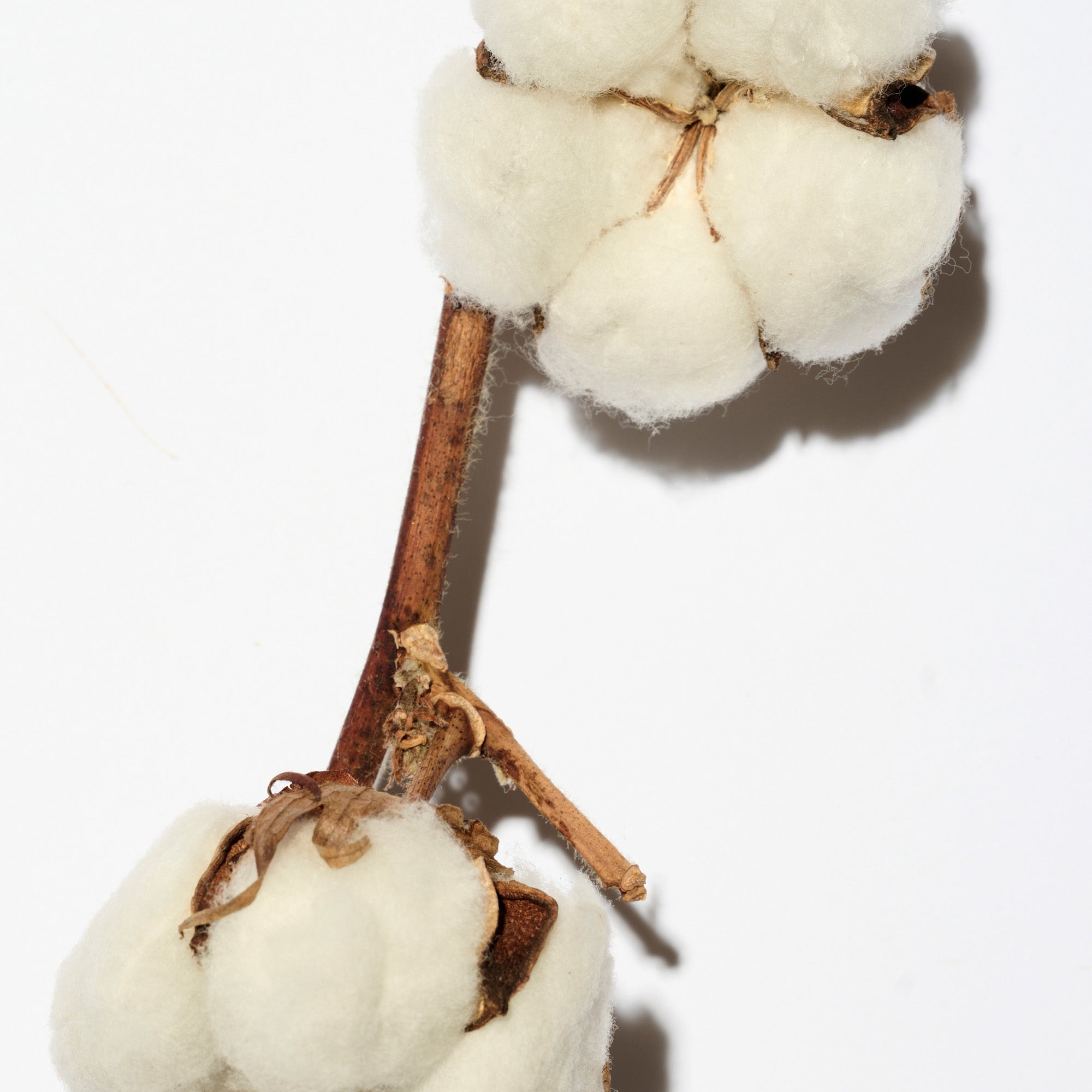 LYNVË Shampoo per capelli lisci e setosi 250 ml #5